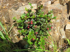 Gaultheria adenothrix