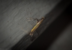 Caloptilia azaleella