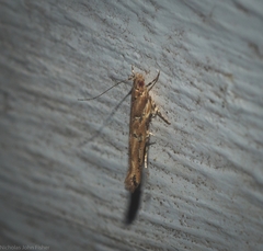 Pyroderces