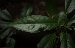 Croton verreauxii