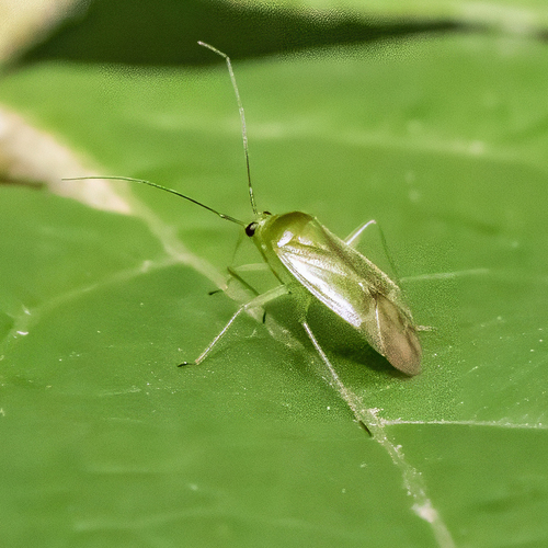 Common Green Capsid photo 4