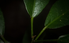 Croton verreauxii