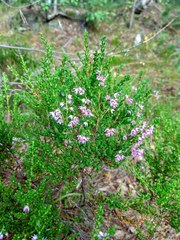 Calluna vulgaris