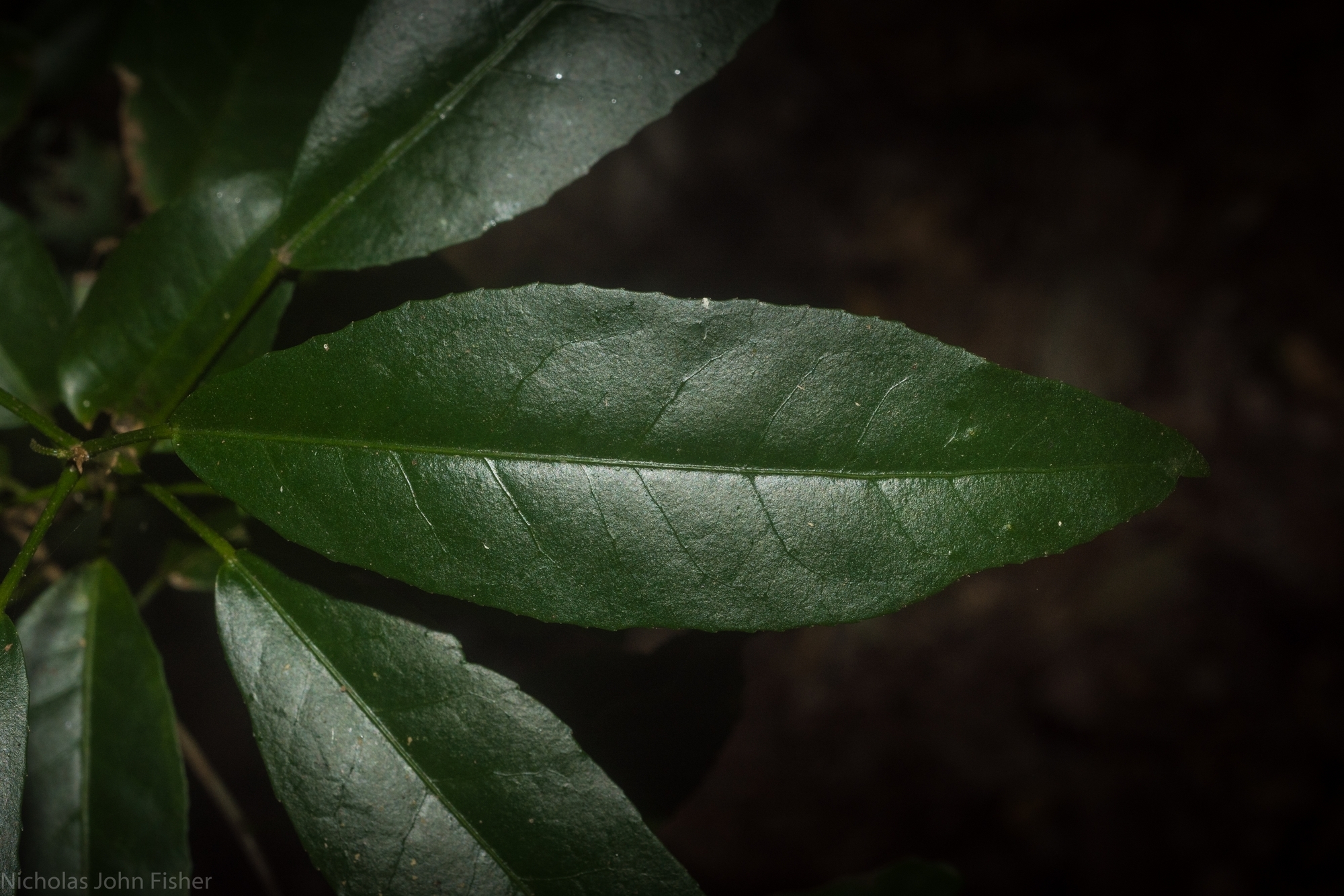Croton verreauxii