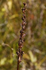 Platanthera tipuloides