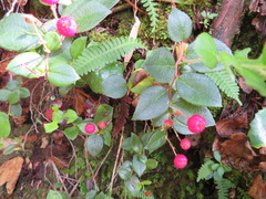 Gaultheria adenothrix