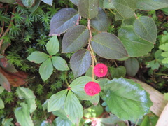 Gaultheria adenothrix