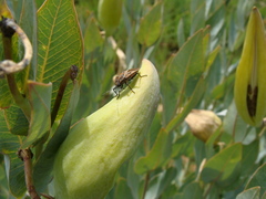 Gomphocarpus glaucophyllus