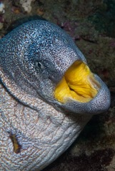Gymnothorax nudivomer