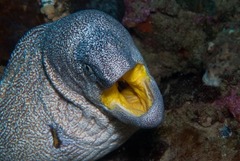 Gymnothorax nudivomer