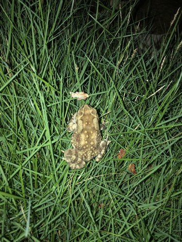 Asian Common Toad