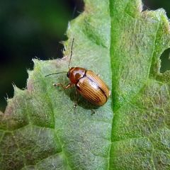 Cryptocephalus pusillus