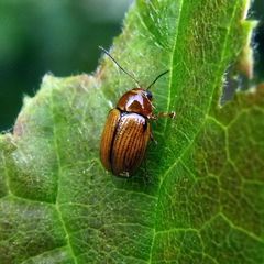 Cryptocephalus pusillus