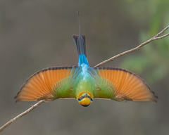 Rainbow Bee-Eater photo 4