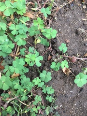 Oxalis corniculata