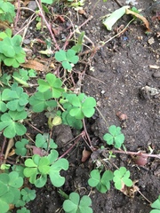 Oxalis corniculata