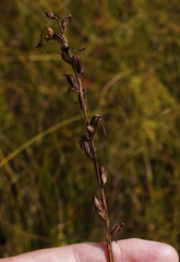 Platanthera tipuloides