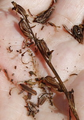 Platanthera tipuloides