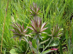 Macledium zeyheri
