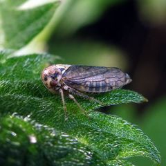 Macropsis