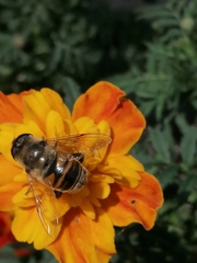 Eristalis tenax