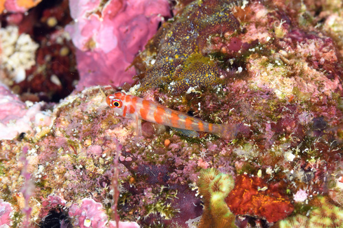 Pallid pygmygoby (Trimma cana) — Gobiidae — 5