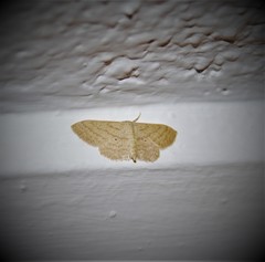 Idaea deversaria