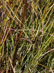 Platanthera tipuloides