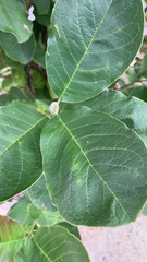 Magnolia acuminata