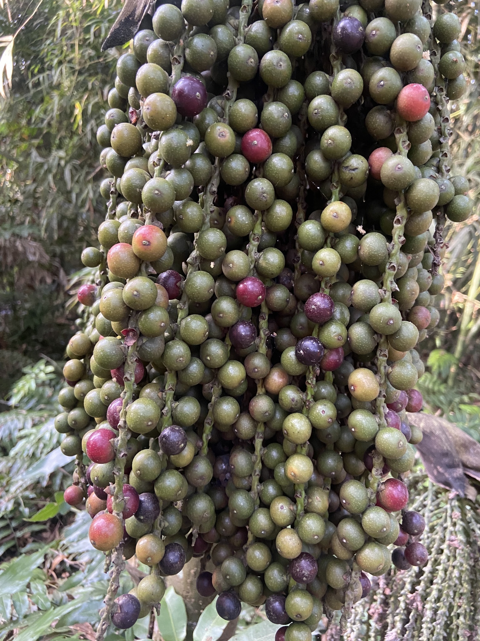 Caryota mitis — ảnh 2