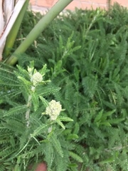 Achillea millefolium