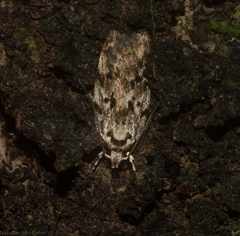 Barea nymphica
