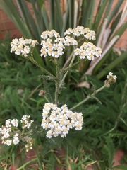 Achillea millefolium
