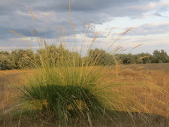 Stipa splendens