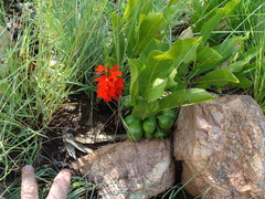 Pygmaeothamnus zeyheri