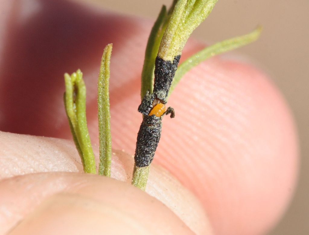 matchweed stem gout