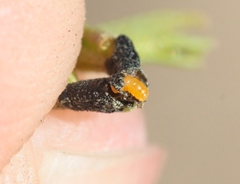 Asteromyia gutierreziae