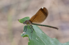 Calopteryx haemorrhoidalis