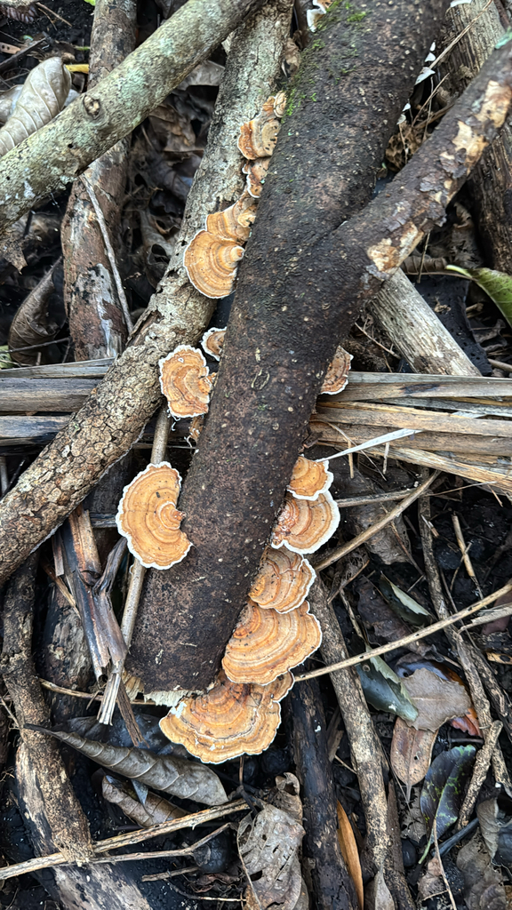 Trametes versicolor · May 2025 · photo: © duaneg (iNaturalist, cc-by)