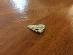 Xanthorhoe labradorensis