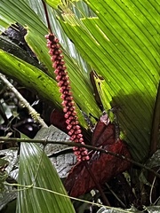 Geonoma cuneata