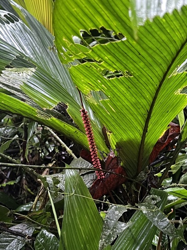 Geonoma cuneata, photograph 2
