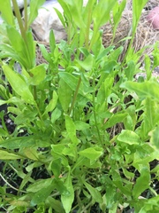 Reseda lutea
