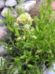 Reseda lutea