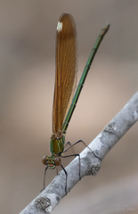 Calopteryx haemorrhoidalis