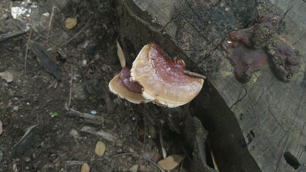 Ganoderma sessile · May 2025 · photo: © lexgo (iNaturalist, cc-by)