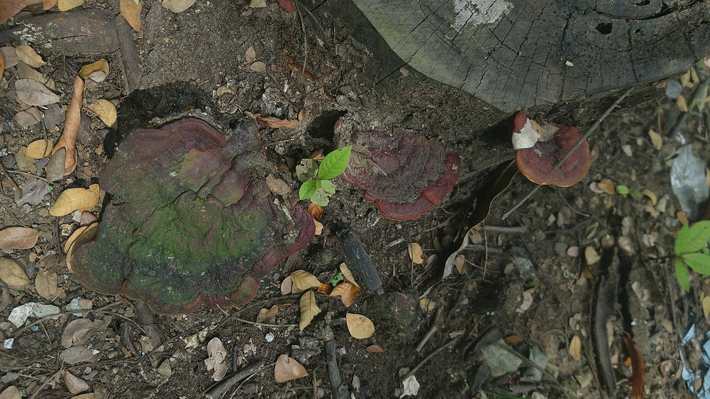 Ganoderma sessile · May 2025 · photo: © lexgo (iNaturalist, cc-by)