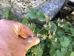 Micranthes marshallii