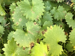 Micranthes marshallii