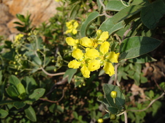 Sphedamnocarpus pruriens